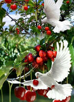 Белые голуби и спелые вишни