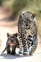 Леопард с котёнком