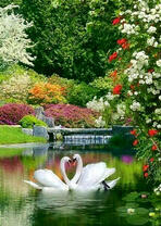 Пара лебедей на весеннем озере