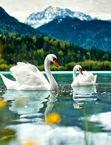 Два лебедя на горном озере