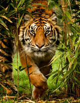 Крадущийся тигр в зарослях