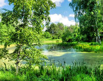 Деревья на берегу летнего озера