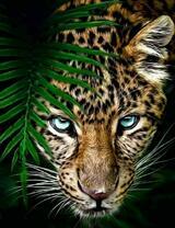 Голубоглазый леопард под веткой дерева