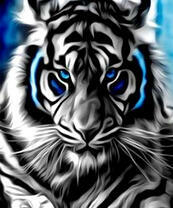 Суровый тигр альбинос