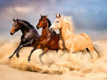 Галопом по пустыни