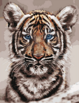 Портрет тигренка