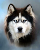 Красивый большой черно-белый хаски