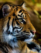 Удивленный тигр