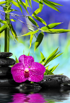 Яркий цветок орхидеи