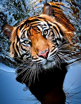 Тигр в озере