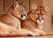 Две пумы