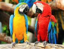 Два ярких ара на веточке