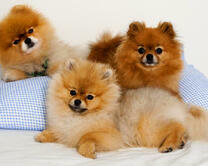 Три пушистых шпица