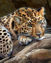 Спокойный леопард