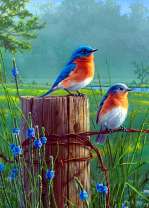 Красивые птички на ограде