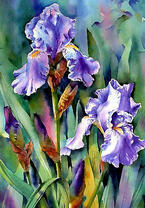 Прекрасные ирисы