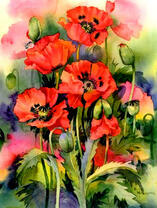 Цветение нежных маков