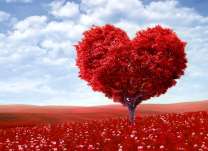 Дерево-сердце в красном поле