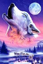 Белые волки лунной ночью