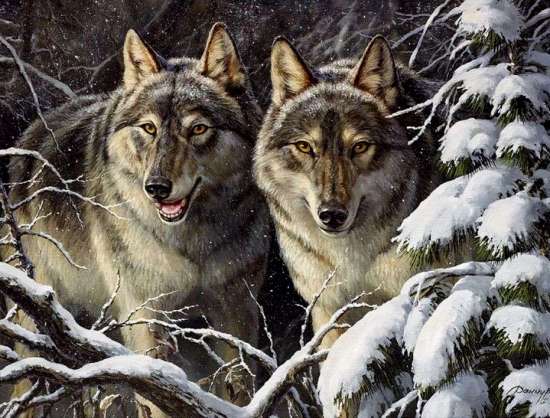 Картина по номерам 40x50 Пепельные волки в зимнем лесу
