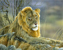 Скучающий лев в сухой траве