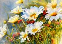 Большие ромашки на лугу