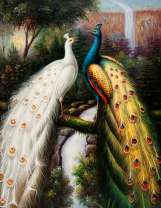 Два павлина неимоверной красоты