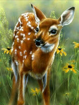 Маленький оленёнок в летней траве