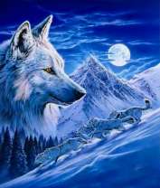 Ночная охота белых волков