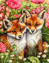 Лисята среди крупных маков