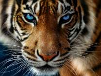 Грозный тигр с ледяными глазами