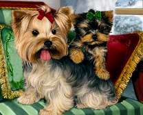 Милые йоркширкские терьеры на диванчике