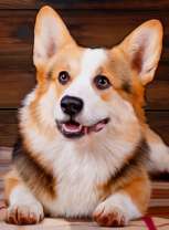 Пёс породы вельш-корги