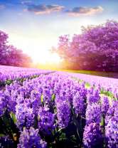 Поле гиацинтов