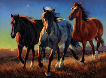 Бег трех лошадей по полю