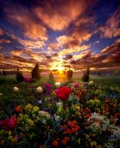 Рассвет над лугом полевых цветов