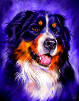 Длинношерстый трёхцветный пёс