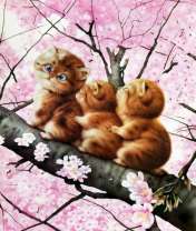 Три котика на цветущей яблоне