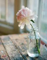 Баночка с одиноким цветочком пиона