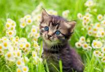 Серый котёнок в летних ромашках
