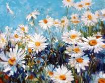 Поле больших цветущих ромашек