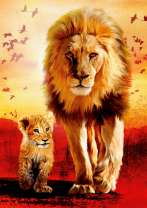 Львёнок и лев осматривают владения