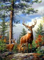 Семья оленей в лесу под соснами