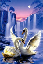 Белые лебеди в долине красивых водопадов