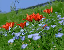 Цветущие на лугу лилии