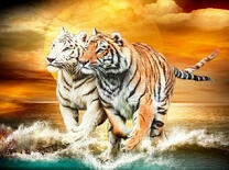 Тигры на море