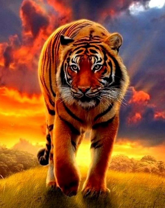 Картина по номерам 40x50 Грозный тигр на фоне солнца