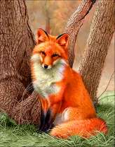 Лисичка под дубом