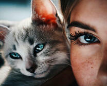 Серая кошечка с девушкой