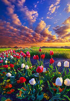 Картина по номерам Colibri «Поле тюльпанов под облачным небом»